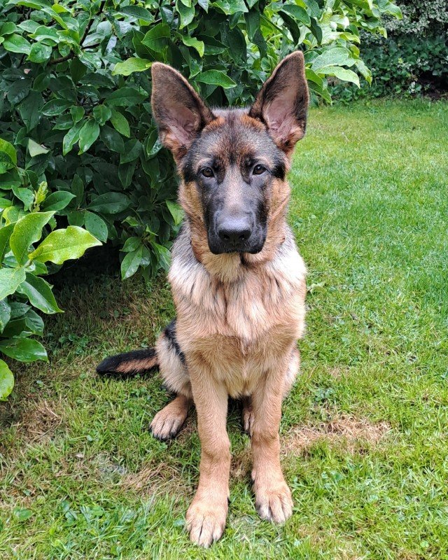 Gioya