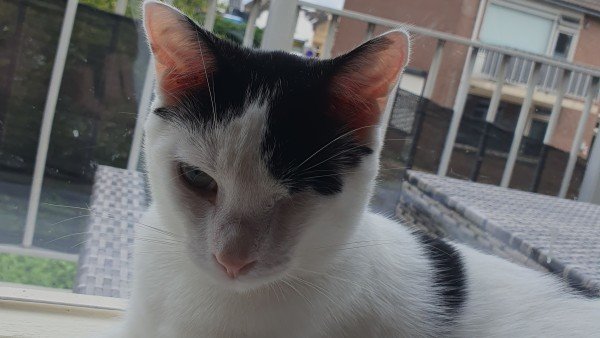 Odin