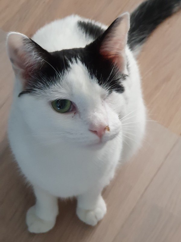 Odin