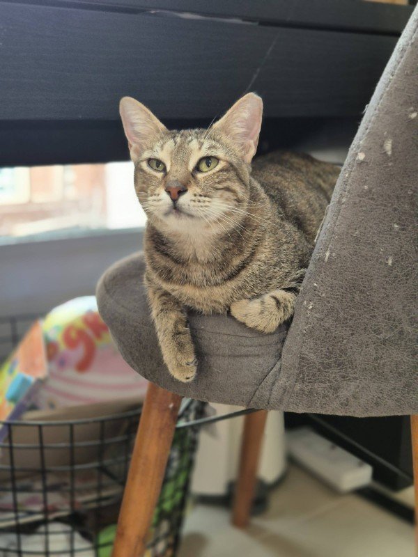 Nala