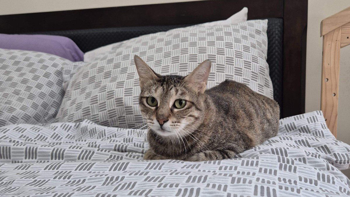 Nala
