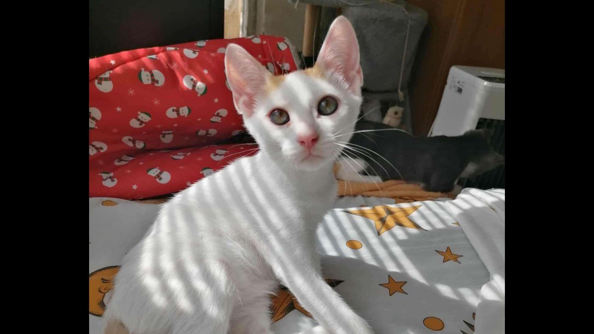 Milky