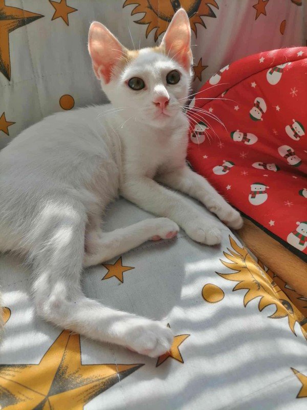 Milky