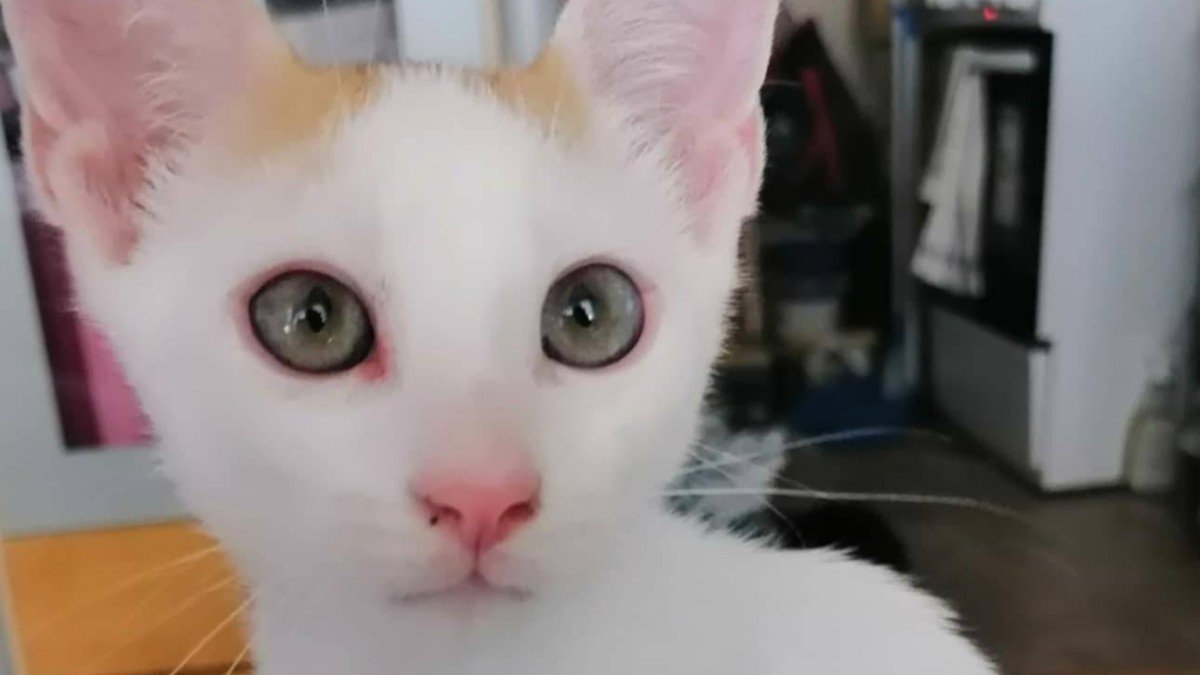 Milky