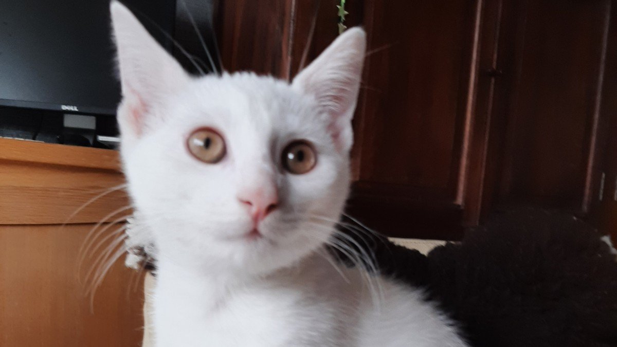 Kiko de magical milk wizard