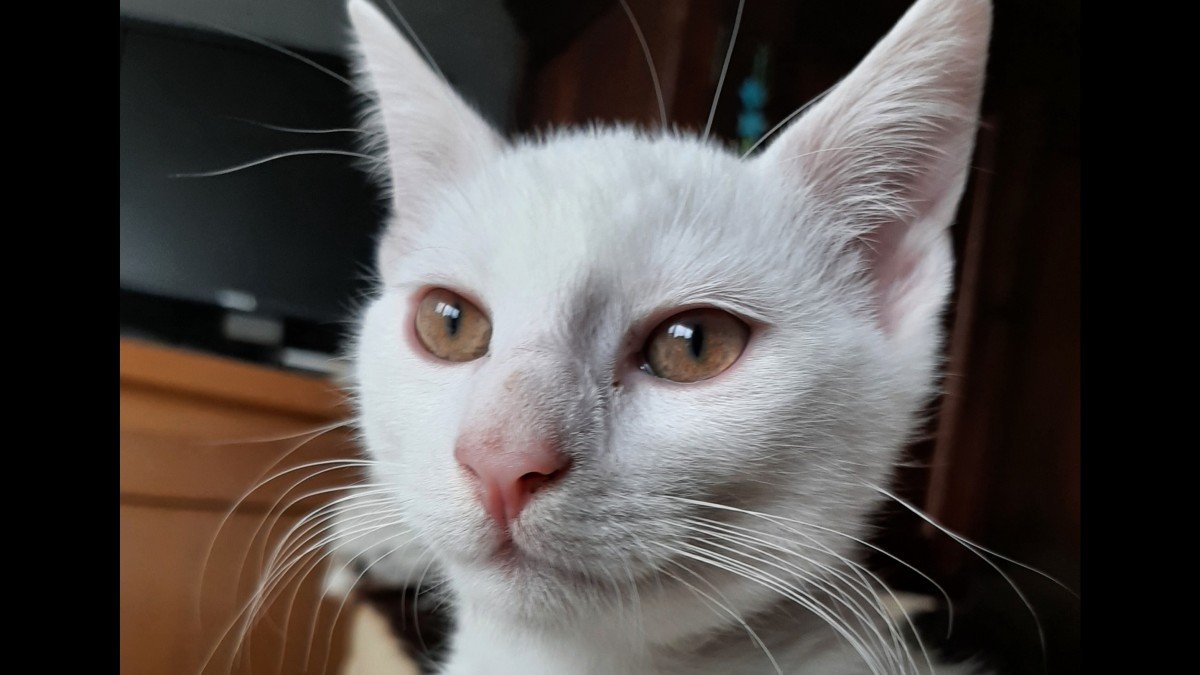 Kiko de magical milk wizard