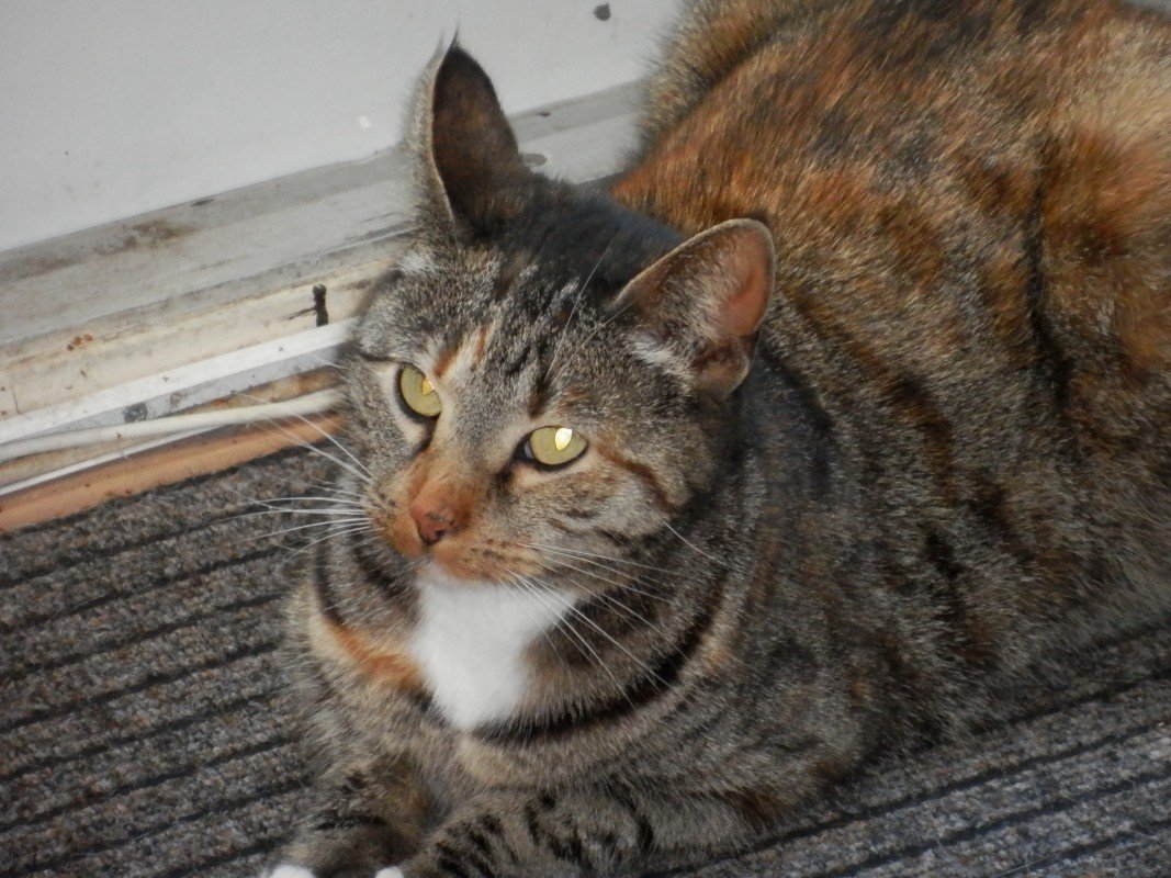 Liese
