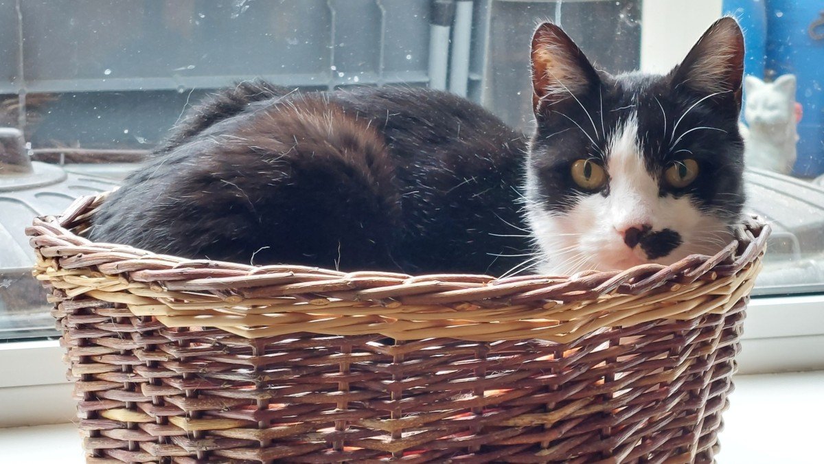 *SPOED* Dropje