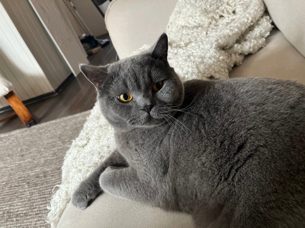 Ollie