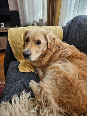 Leonidas