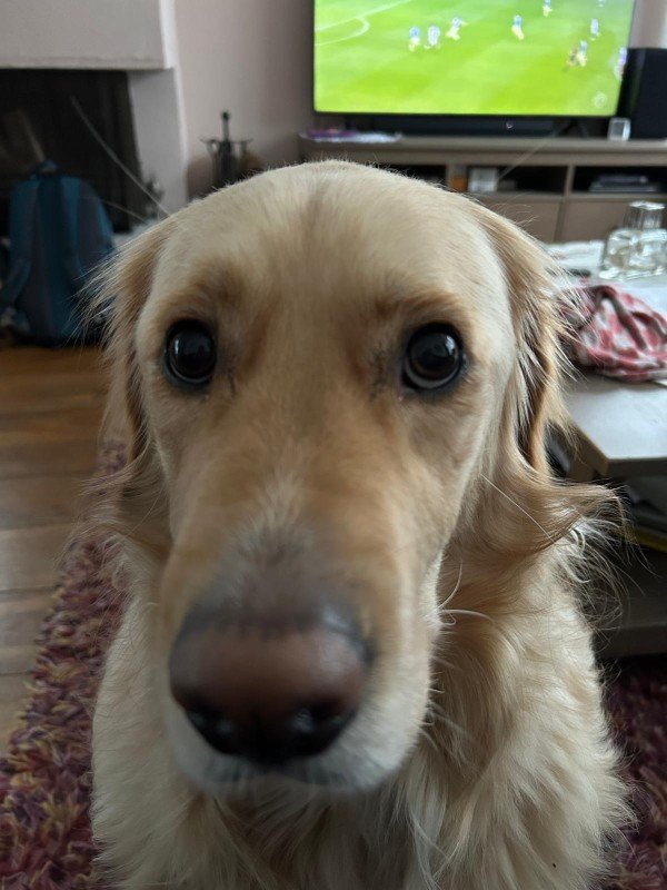 Leonidas