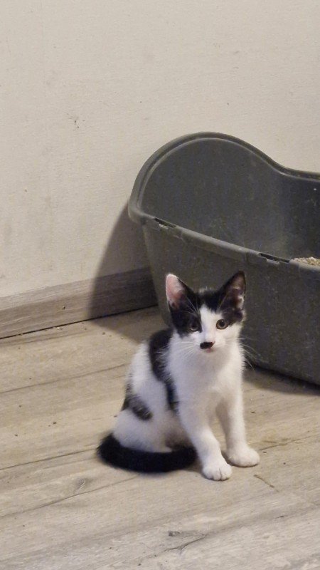 Pebbles