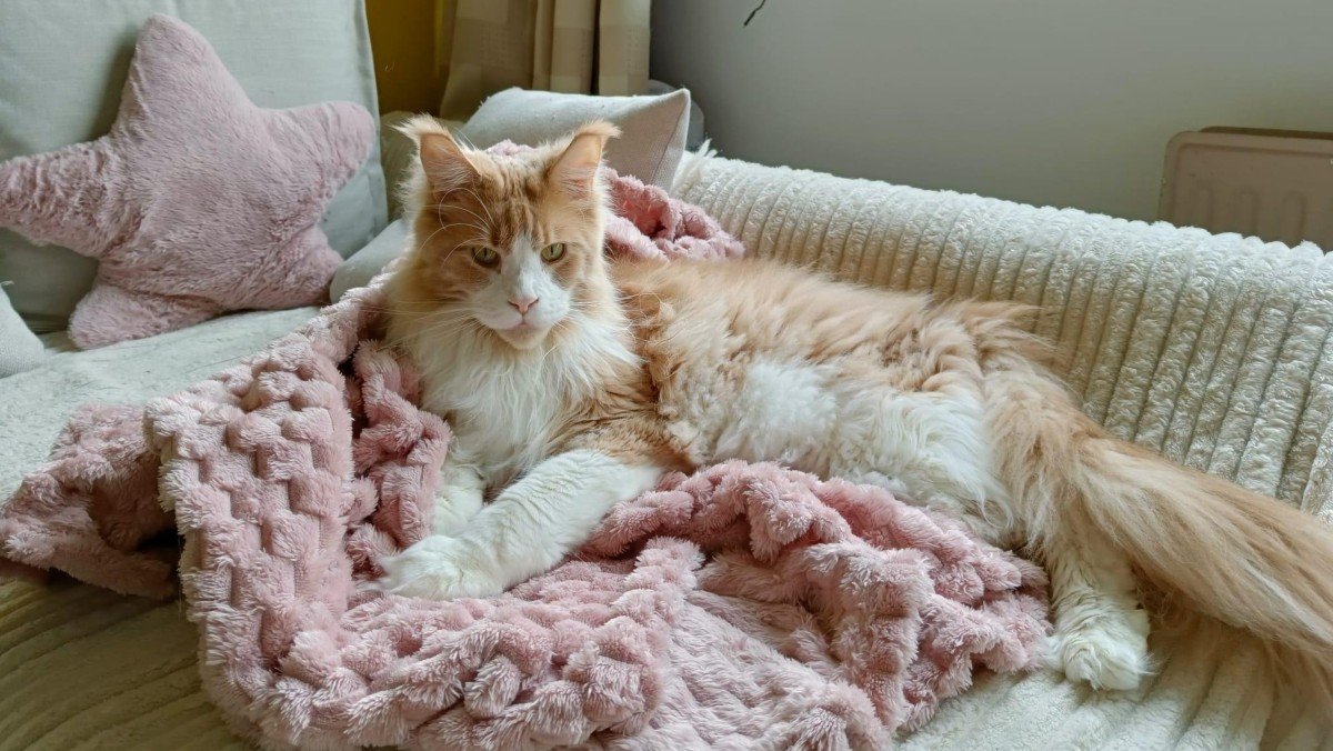 Aslan