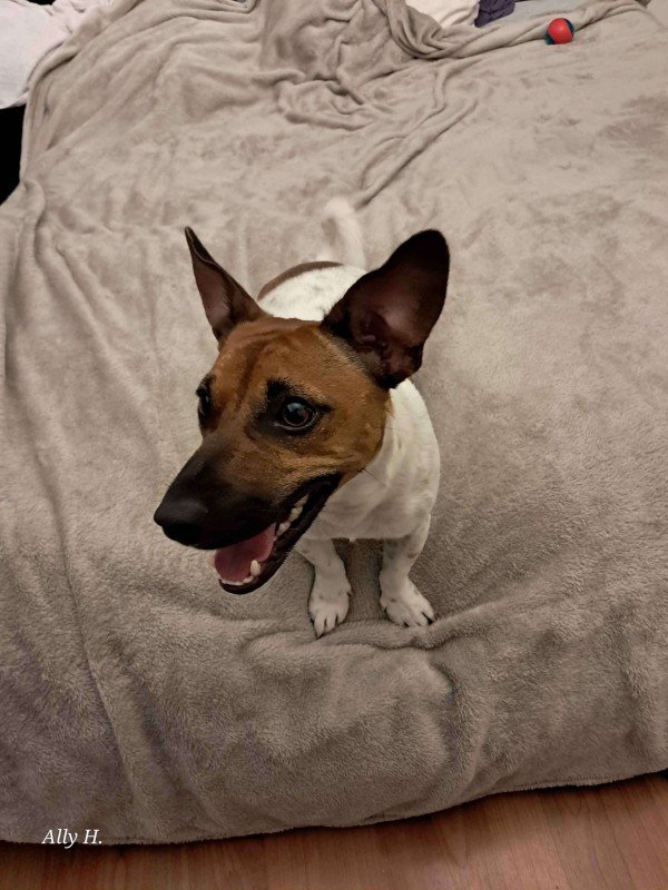 Loki