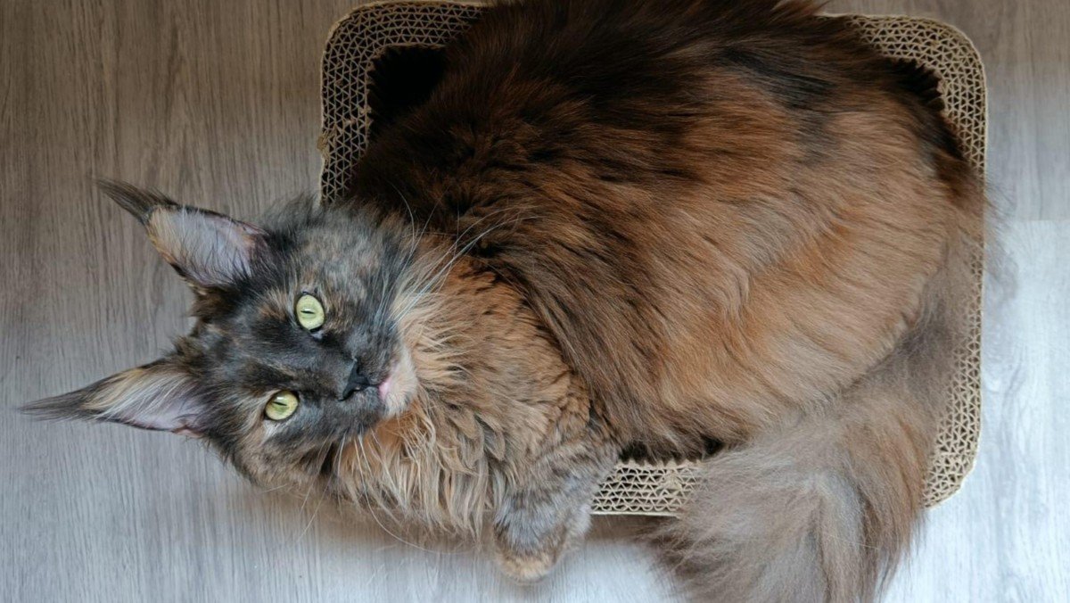 Hazel
