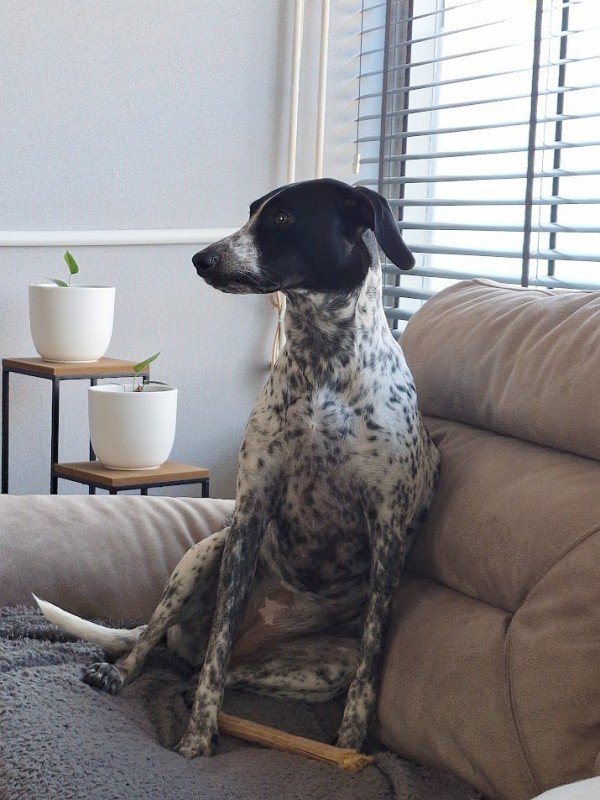 Lady