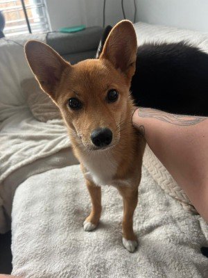 Pepper