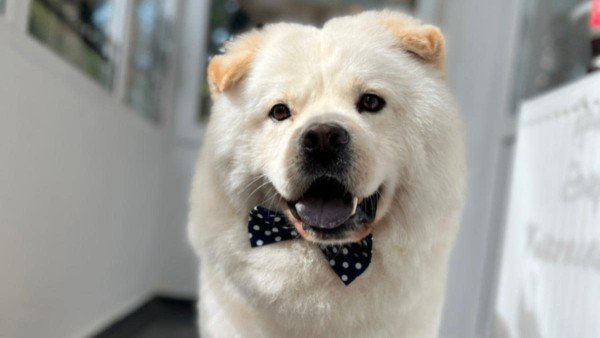 Bao