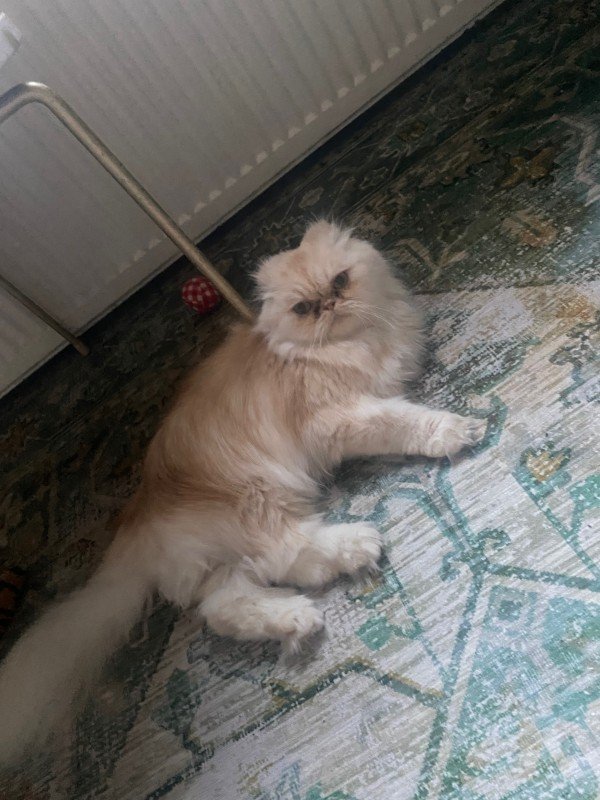 Jezzebel