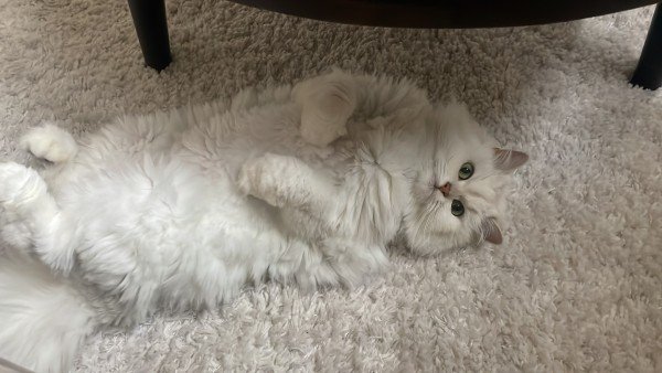 Mila