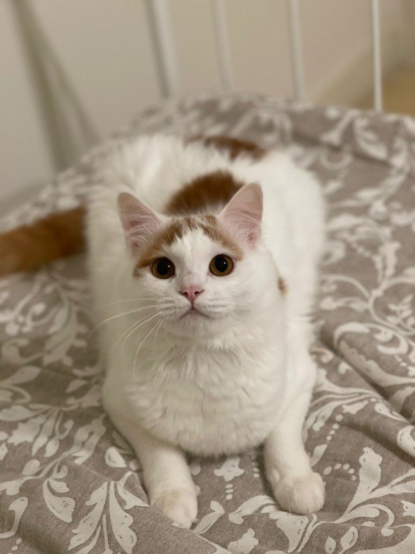 Winston