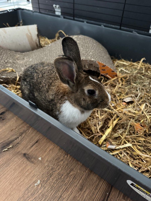 Freya