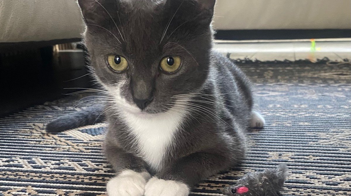 Kiki