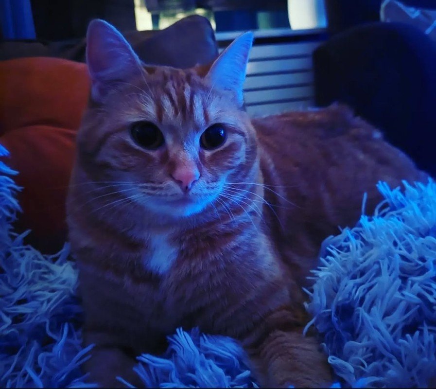 Jovi