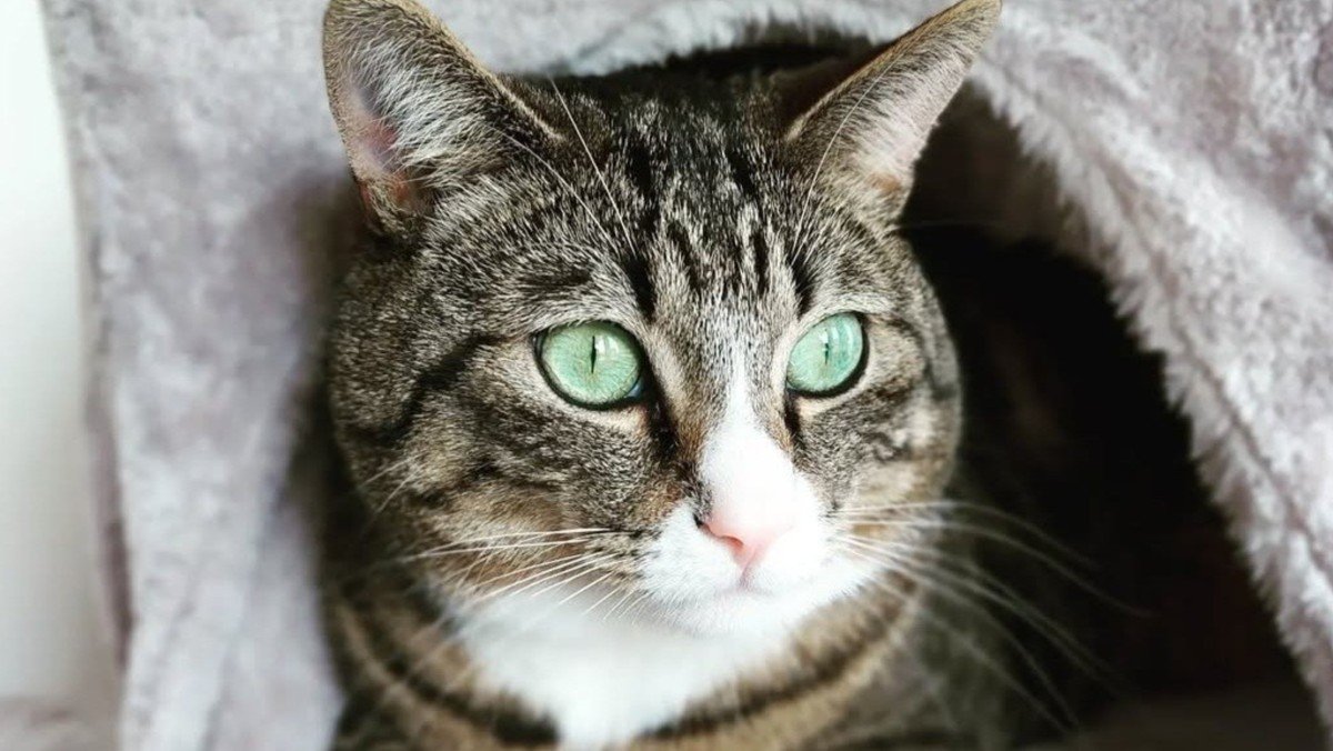 Jovi