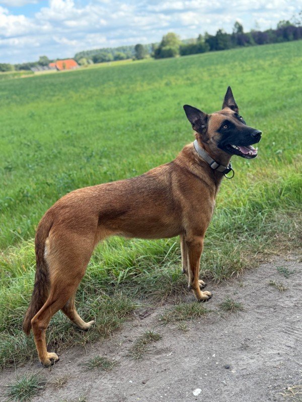 Sara