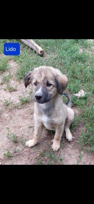 Leo