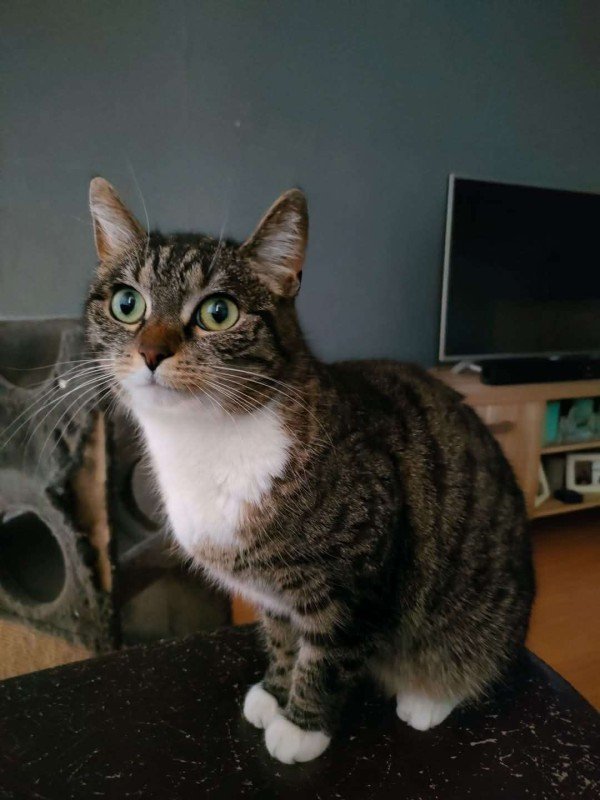 Fay