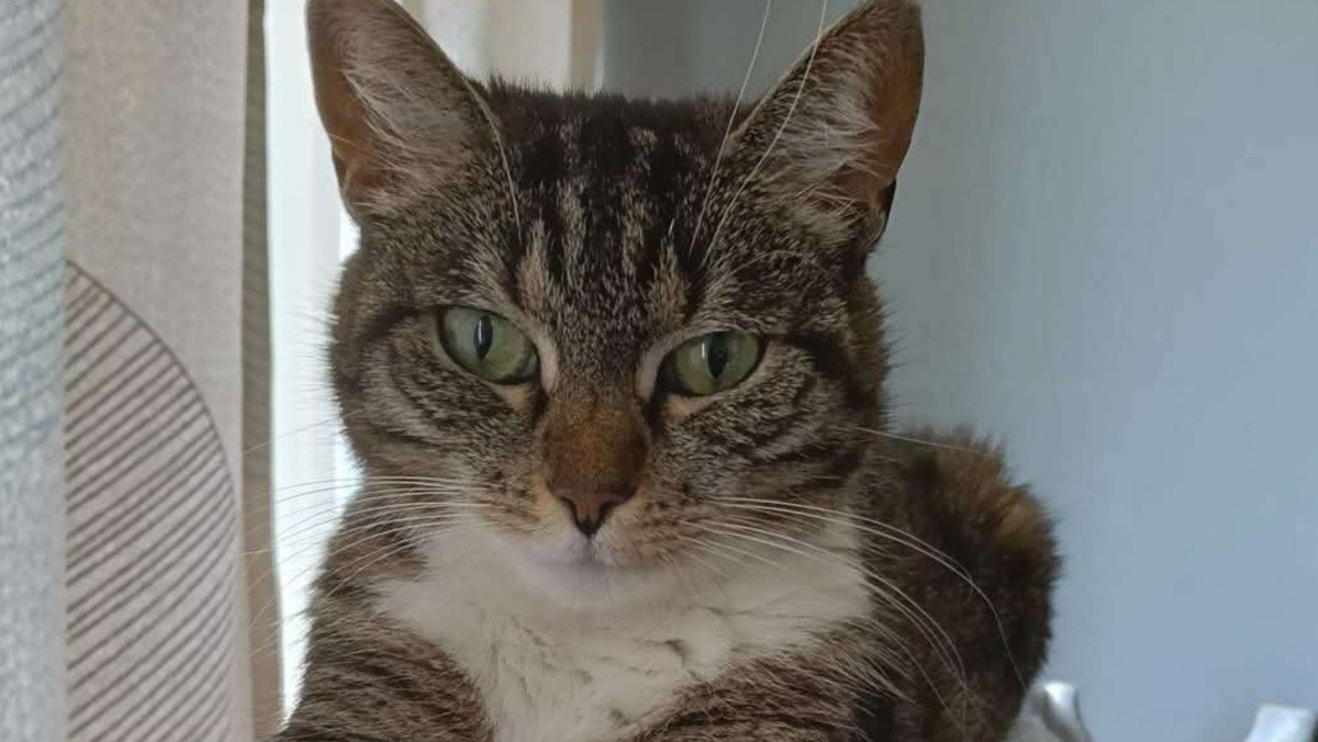 Fay