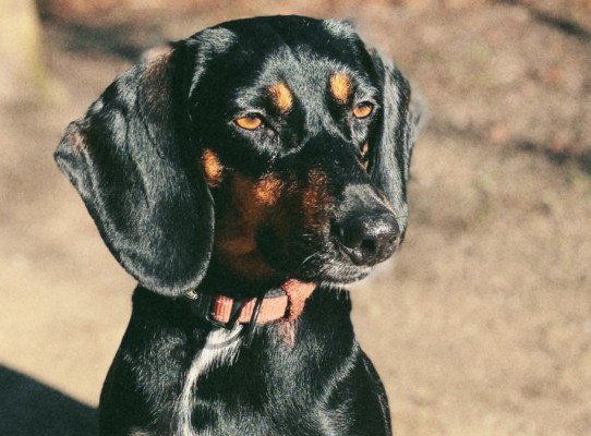 Afina