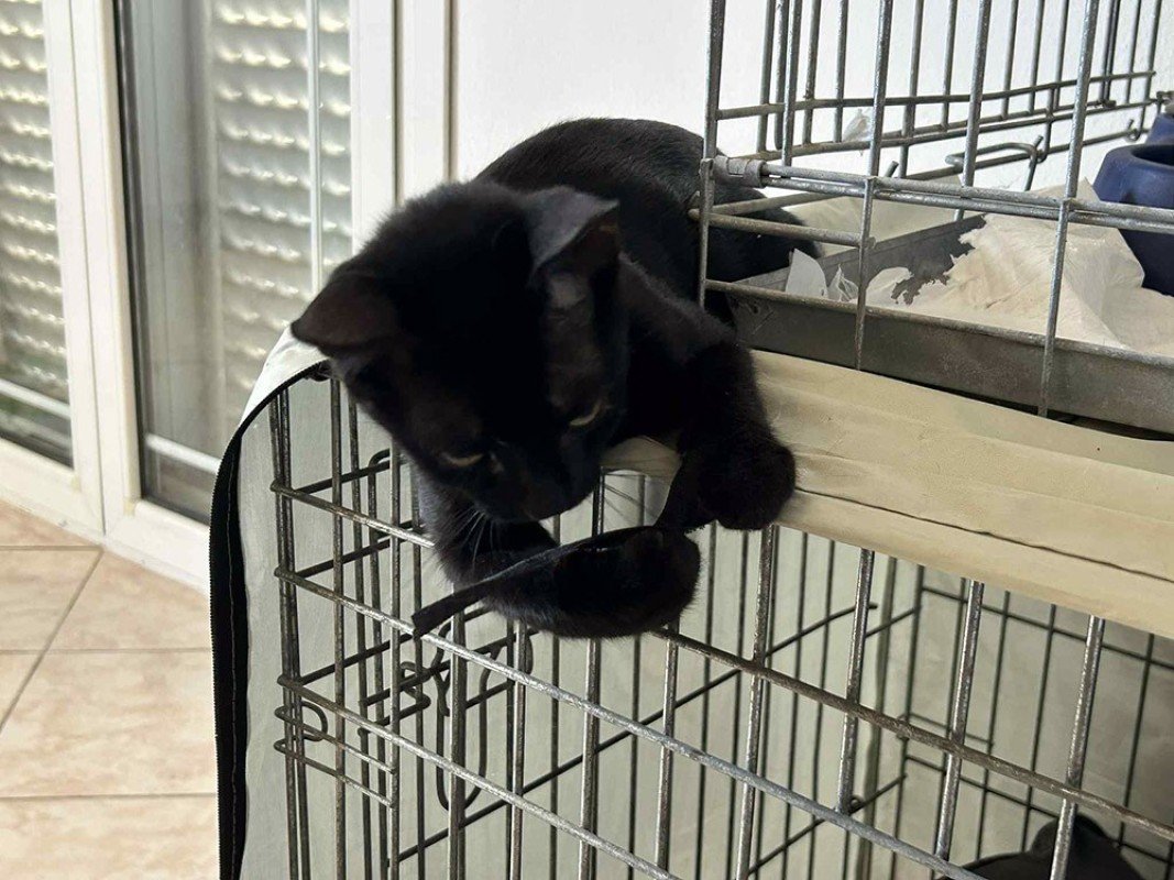 Binx