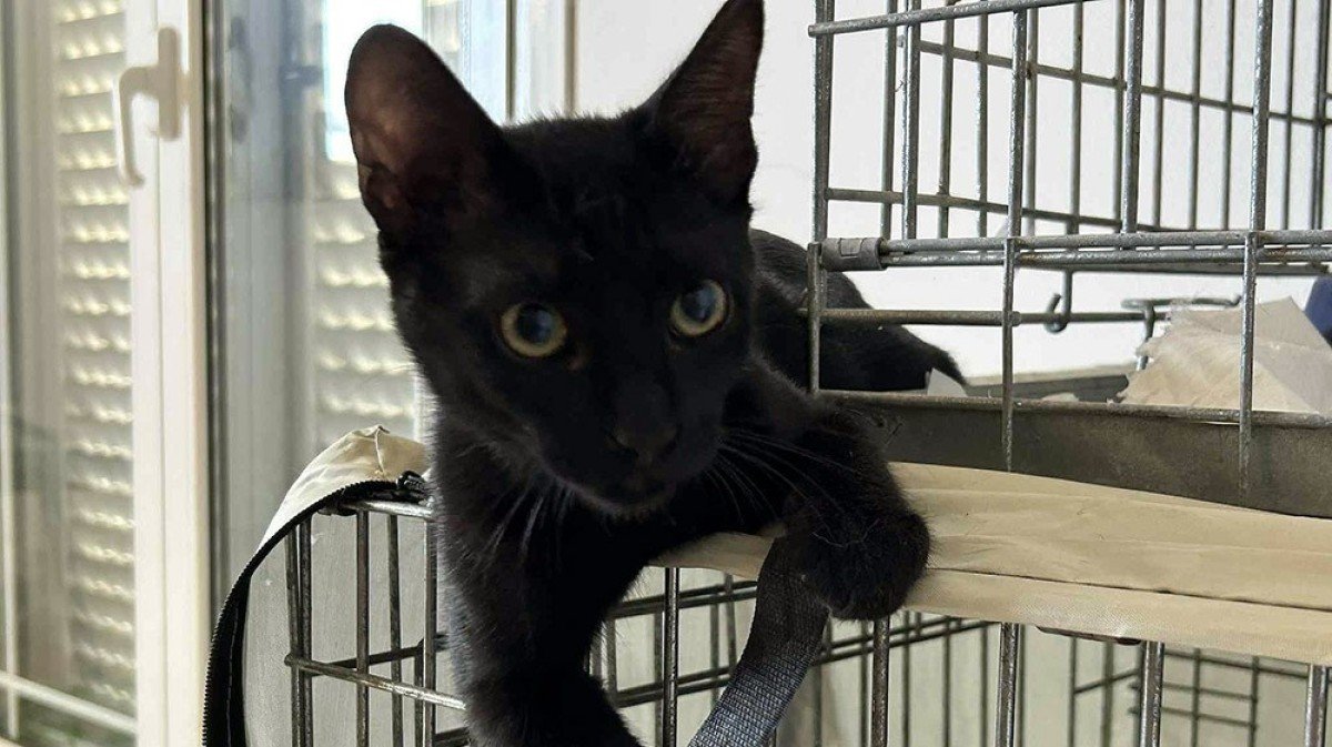 Binx
