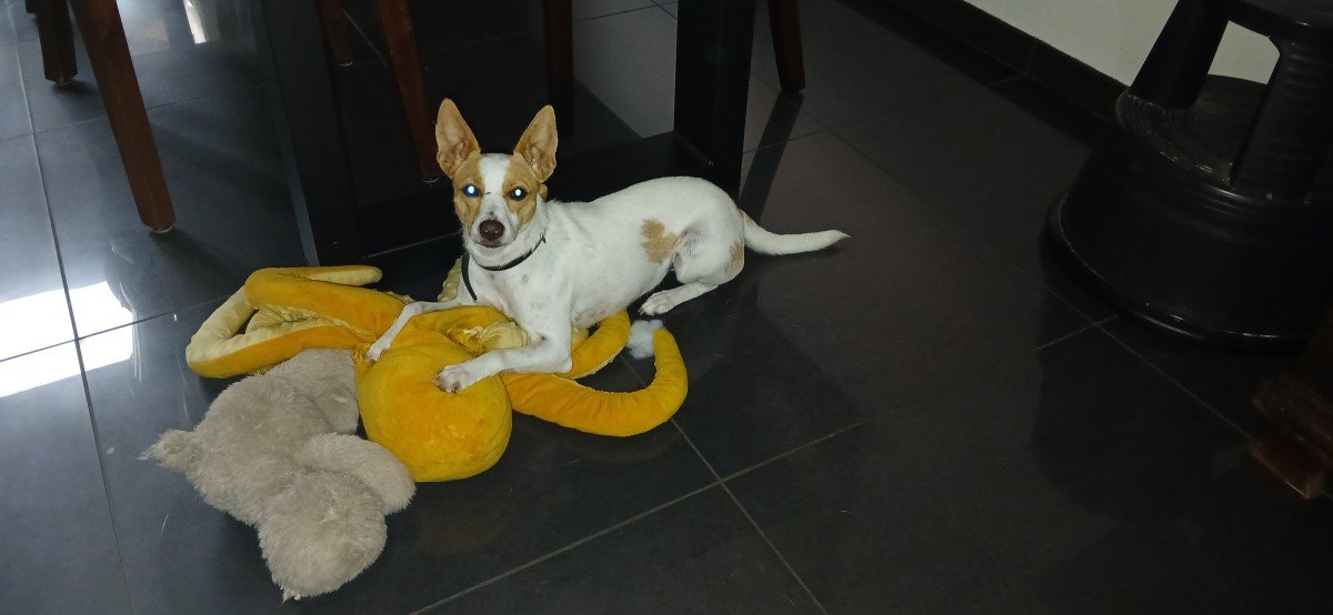 Ziva
