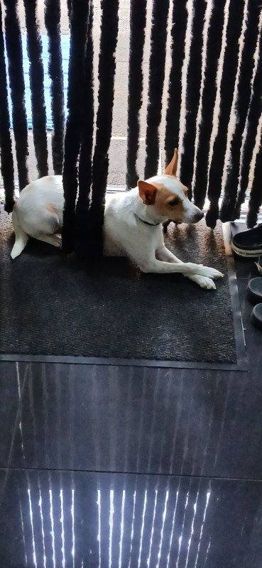 Ziva