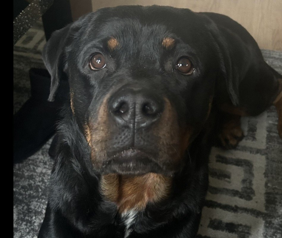 Layka