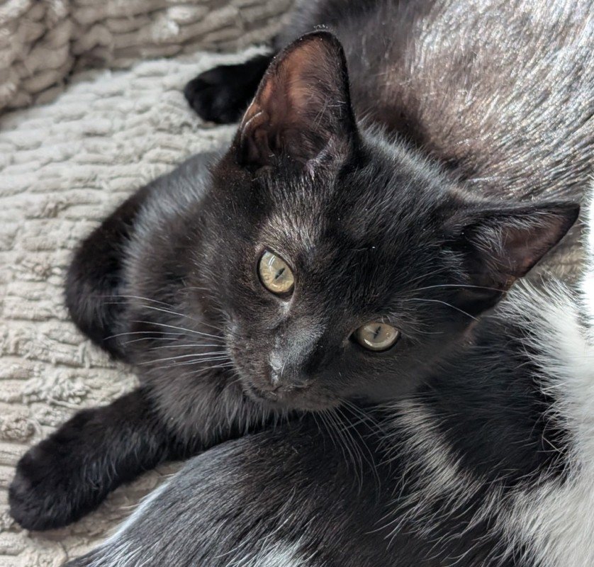 Goudje