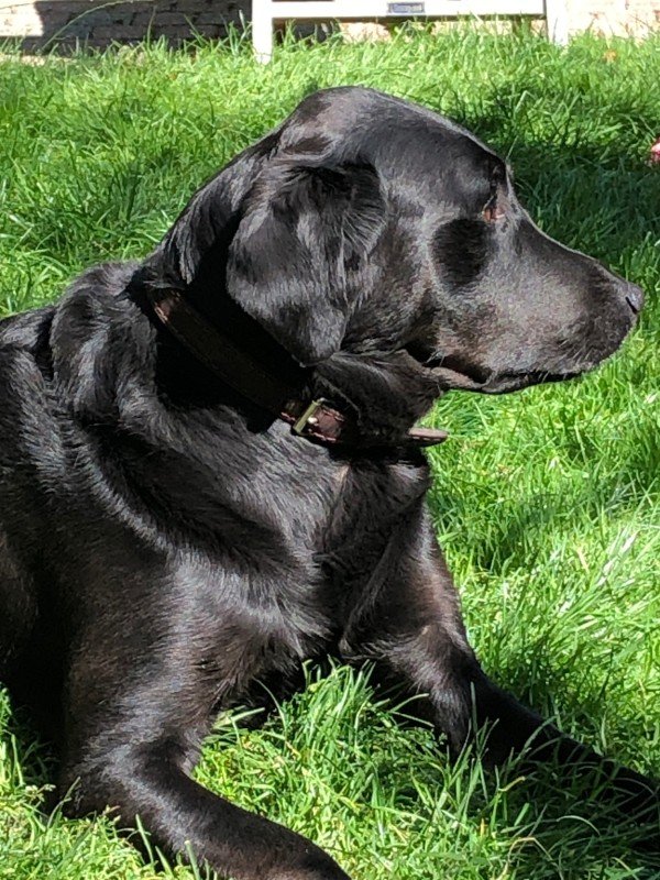 Beau