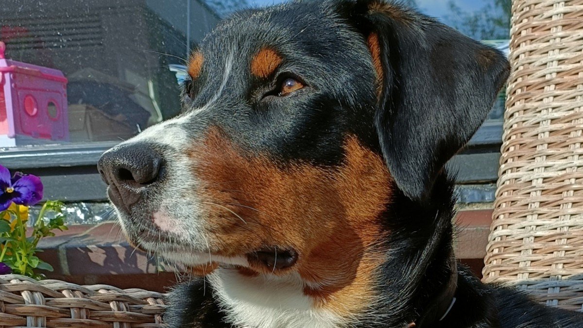 Bailey