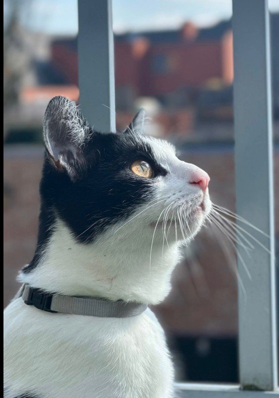 Otis