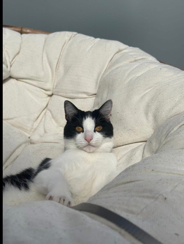 Otis