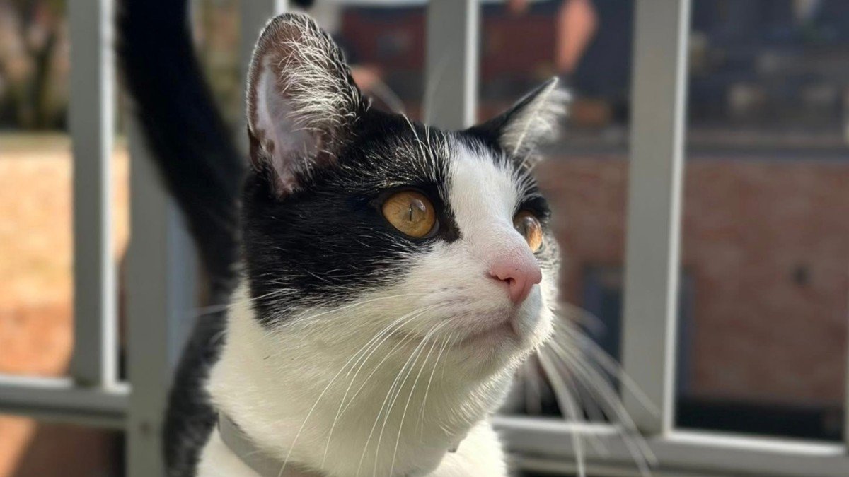 Otis