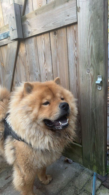 Aiko