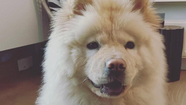 Kuma