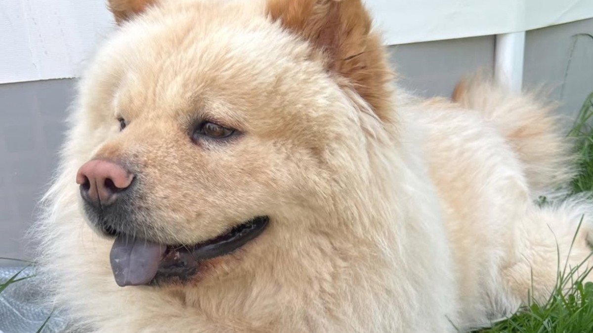 Kuma