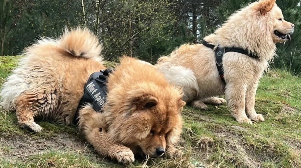 Kuma