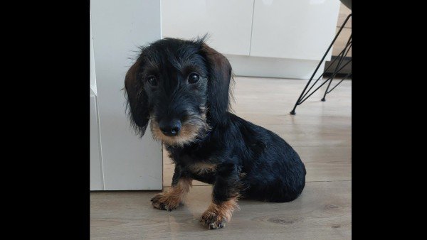 Bohdie